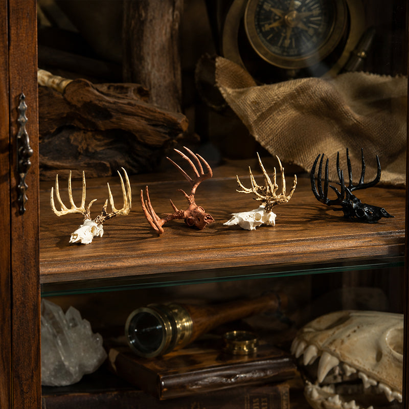 Mini Whitetail Deer Skull & Antler Display